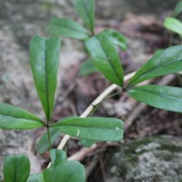 Schefflera emarginata (Moon) Harms